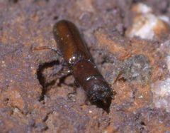 Corticotomus cylindricus P1610747a by 
xpda. Used under a CC BY-SA 4.0 license.