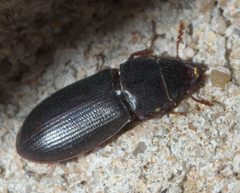 Tenebroides americanus P1000395a by 
xpda. Used under a CC BY-SA 4.0 license.