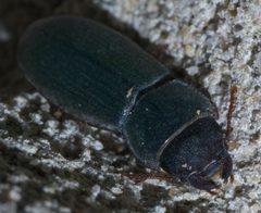 Tenebroides americanus P1660426a by 
xpda. Used under a CC BY-SA 4.0 license.