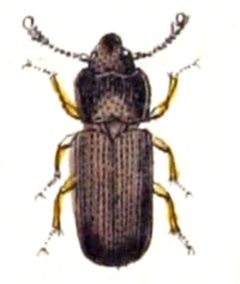 Tenebroides.mauritanicus.-.calwer.14.17 by Emil Hochdanz
. Used under a Public domain license.