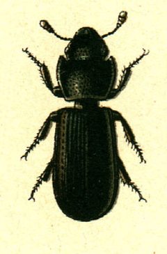 Tenebroides mauritanicus by G.G. Yakobson. Used under a Public domain license.