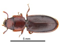 Tenebroides mauritanicus1 by Rosa Henderson, Landcare Research. Used under a CC BY 3.0 au license.