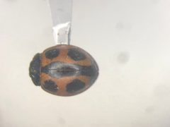 Brumoides septentrionis 172501413 by Nick Bédard. Used under a CC0 license.