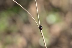 20210330 Brumus quadripustulatus by Flocci Nivis. Used under a CC BY 4.0 license.