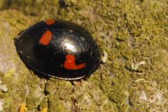 Brumus.quadripustulatus.-.lindsey by James K. Lindsey. Used under a CC BY-SA 3.0 license.