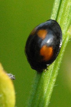 Brumus.quadripustulatus.adult by James K. Lindsey. Used under a CC BY-SA 3.0 license.