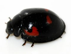 Exochomus-quadripustulatus-09-fws by Francisco Welter-Schultes. Used under a CC0 license.