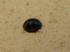 Exochomus quadripustulatus Andogno 02 by Syrio. Used under a CC BY-SA 4.0 license.