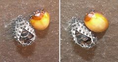 Newly emerged ladybird by Temdor. Used under a CC BY-SA 3.0 license.