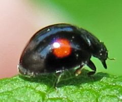 Chilocorus stigma by Jacy Lucier. Used under a CC BY-SA 4.0 license.