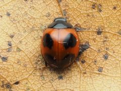 Exochomus childreni 173030230 by Zygy. Used under a CC0 license.