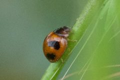 Exochomus childreni 278512967 by Nate Sabo. Used under a CC BY 4.0 license.