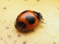 Exochomus childreni 173030207 by Zygy. Used under a CC0 license.