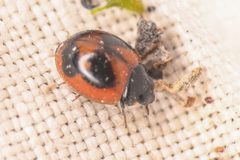Exochomus fasciatus 178401382 by Chloe and Trevor Van Loon. Used under a CC BY 4.0 license.