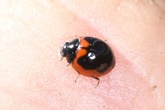 Exochomus subrotundus 294586229 by Chloe and Trevor Van Loon. Used under a CC BY 4.0 license.