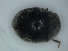 Rhyzobius forestieri by wikipedia. Used under a CC0 license.