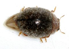 Lindorus-lophanthae-01-fws by Francisco Welter-Schultes. Used under a CC0 license.