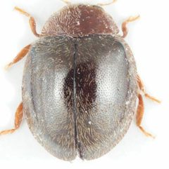 Rhyzobius lophanthae view from top by Andreas Sanchez, Yannick Chittaro. Used under a CC BY 4.0 license.
