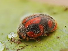 Novius cardinalis 384958920 by Gilles San Martin. Used under a CC BY-SA 4.0 license.