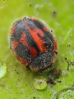 Novius cardinalis 384959022 by Gilles San Martin. Used under a CC BY-SA 4.0 license.