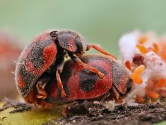 Novius cardinalis 384959152 by Gilles San Martin. Used under a CC BY-SA 4.0 license.