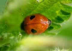 Adalia bipunctata 129279362 by Victor Heng. Used under a CC0 license.