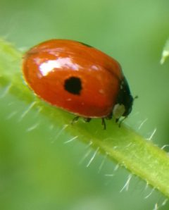 Adalia bipunctata 130075203 by Victor Heng. Used under a CC0 license.