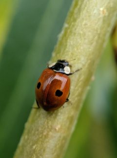 Adalia bipunctata 139197577 by Victor Heng. Used under a CC0 license.