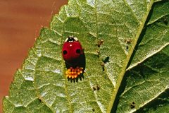 Adalia bipunctata 1475024 by Whitney Cranshaw, Colorado State University. Used under a CC BY 3.0 us license.