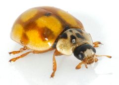 Adalia-decempunctata-28-fws by Francisco Welter-Schultes. Used under a CC0 license.