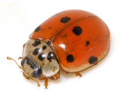 Adalia-decempunctata-43-fws by Francisco Welter-Schultes. Used under a CC0 license.
