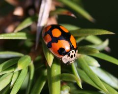 Adalia decempunctata 1 by Sandy Rae. Used under a CC BY-SA 3.0 license.