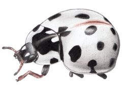 Anatis labiculata by Smidon33. Used under a CC BY-SA 3.0 license.