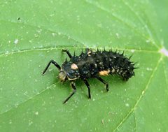 Anatis labiculata 1 by Jacy Lucier. Used under a CC BY-SA 4.0 license.