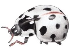 Anatis labiculata small by Smidon33. Used under a CC BY-SA 3.0 license.