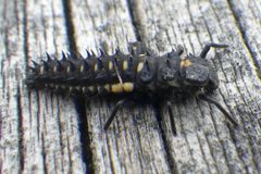 Anatis mali larva by Ben Armstrong. Used under a CC BY 4.0 license.