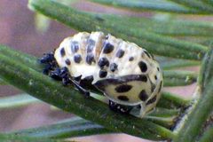 Anatis mali pupa by Ben Armstrong. Used under a CC BY 4.0 license.