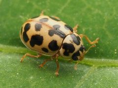 Anisosticta bitriangularis 196407665 by Zygy. Used under a CC0 license.