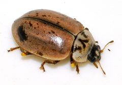 Aphidecta-obliterata-14-fws by Francisco Welter-Schultes. Used under a CC0 license.