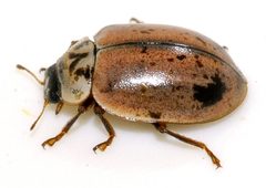 Aphidecta-obliterata-22-fws by Francisco Welter-Schultes. Used under a CC0 license.