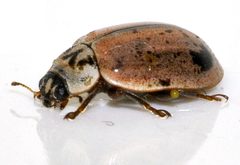 Aphidecta-obliterata-23-fws by Francisco Welter-Schultes. Used under a CC0 license.