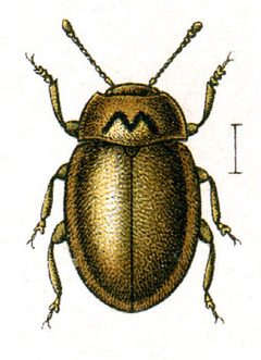 Aphidecta.obliterata.jacobs24 by wikipedia. Used under a Public domain license.
