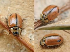 Aphidecta obliterata01 by wikipedia. Used under a Attribution license.