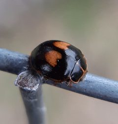 Calvia quatuordecimguttata 126733025 by Will Linnard. Used under a CC BY 4.0 license.