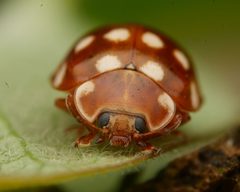 Calvia quatuordecimguttata 129331732 by Alexis. Used under a CC BY 4.0 license.