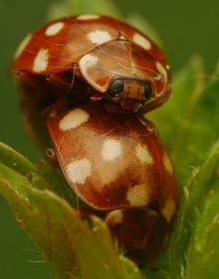 Calvia quatuordecimguttata 133159983 by Alexis. Used under a CC BY 4.0 license.