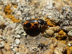 Ceratomegilla ulkei by Avustfel. Used under a CC BY-SA 4.0 license.