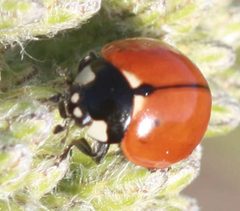 Coccinella californica by Srloarie2. Used under a CC BY-SA 3.0 license.
