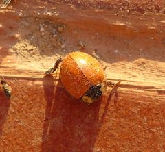 Coccinella californica - Flickr - gailhampshire by gailhampshire from Cradley, Malvern, U.K. Used under a CC BY 2.0 license.