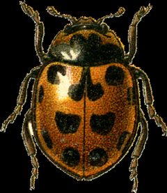 Jacobson coccinella apicalis by Georgiy Jacobson. Used under a Public domain license.